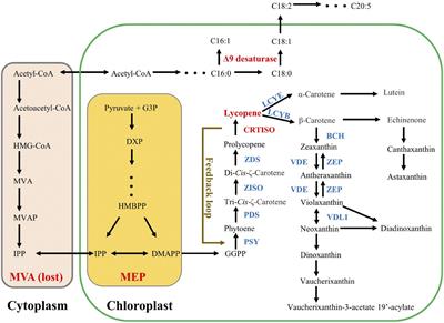 Enhancement of violaxanthin accumulation in Nannochloropsis oceanica by overexpressing a carotenoid isomerase gene from Phaeodactylum tricornutum